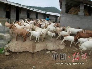 農牧局畜牧漁業(yè)飼料銷售 現狀、挑戰(zhàn)與發(fā)展策略