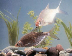 益農信息網 助力畜牧漁業(yè)飼料銷售的新引擎