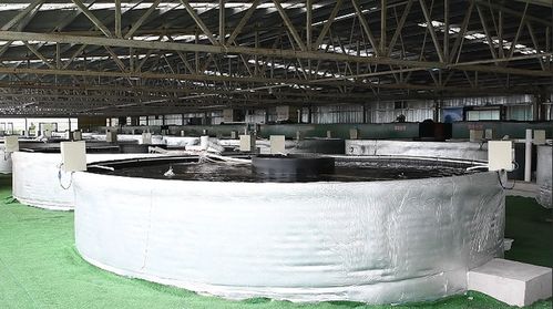 余慶縣智慧漁業 科技賦能水產養殖，引領飼料銷售新變革